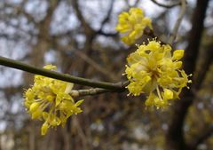 European Cornel (Cornus mas)