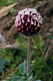 T. amoenum Credit: Doreen Smith