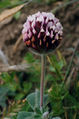 Thumbnail for version as of 06:16, 2 October 2007