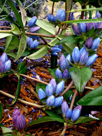 Gentiana andrewsii 'Jacki-Dee'