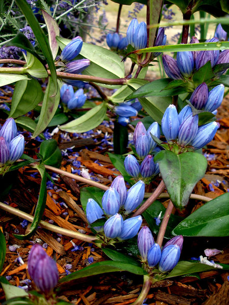 File:Gentiana andrewsii-Jacki-Dee.jpg