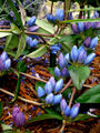 Gentiana Gentian