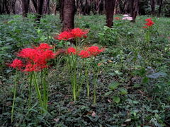 Lycoris radiata, a species with long stamens