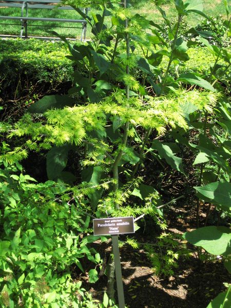 File:IMG 0049 nybg09.jpg