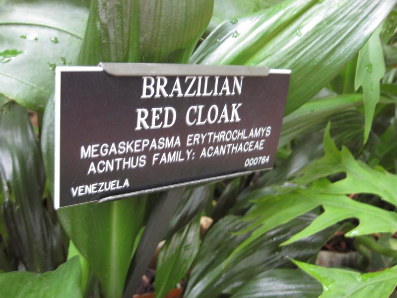 File:IMG 1034 bbg09.jpg