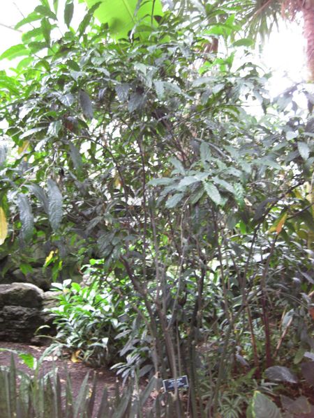 File:IMG 1109 bbg09.jpg