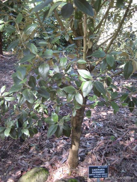 File:Lagunaria patersonii-norfolk island hibiscus-IMG 8092 sfbg0308.jpg