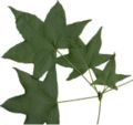 Liquidambar styraciflua summer foliage cluster