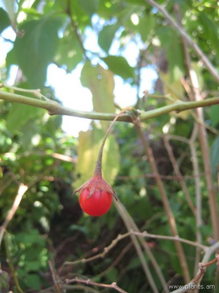 File:Lycianthes quichensis-IMG 7929 sfbg0308.jpg