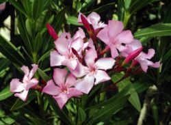 Nerium oleander in flower