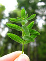 Thumbnail for version as of 07:01, 9 November 2007