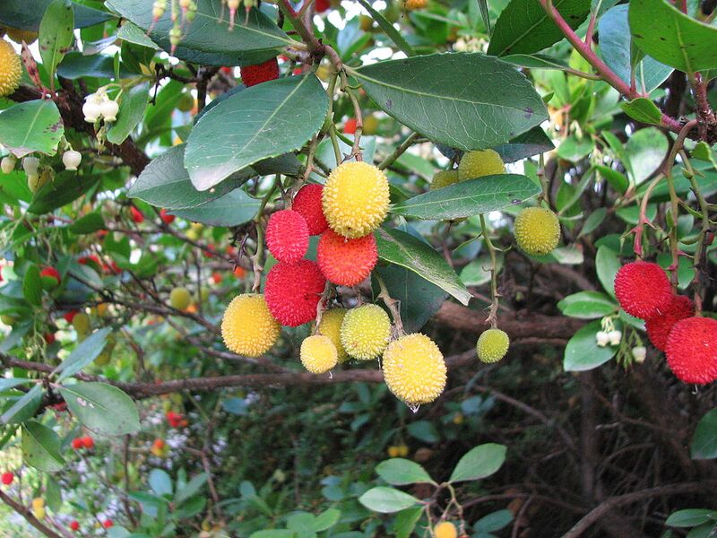 File:1024px-Arbutusunedo03.jpg