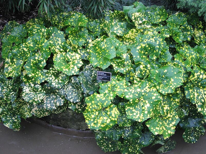 File:1024px-Farfugium japonicum - JBM.jpg
