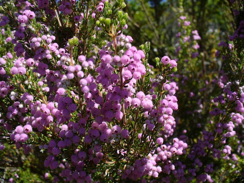 File:1280px-Erica hirtiflora.jpg
