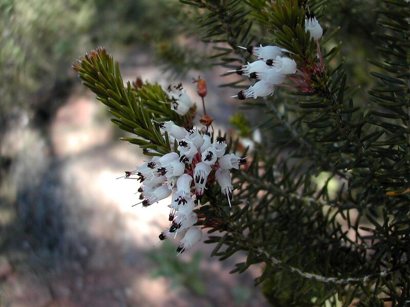 File:1280px-Erica multiflora.jpg