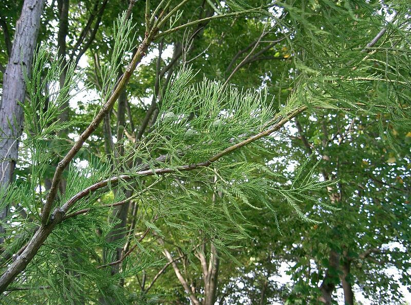 File:1280px-Glyptostrobus pensilis3.jpg