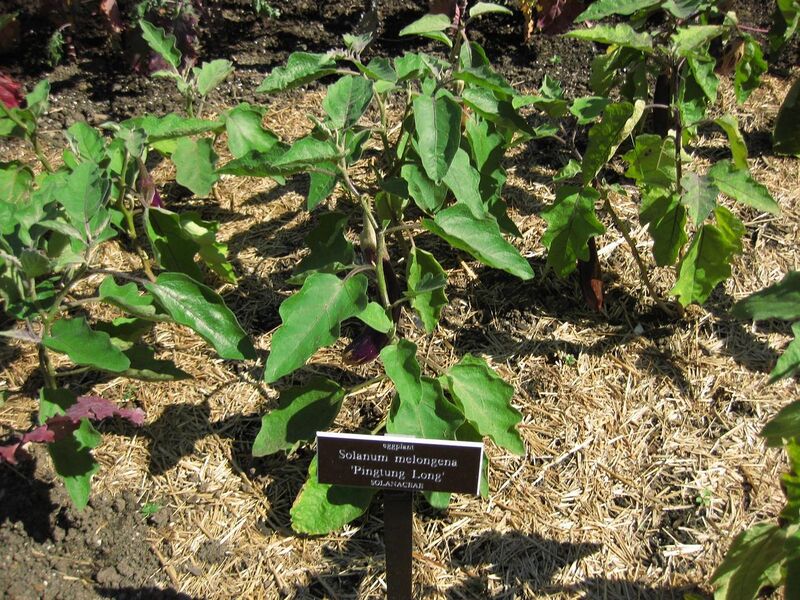 File:1280px-IMG 0400 nybg09.jpg