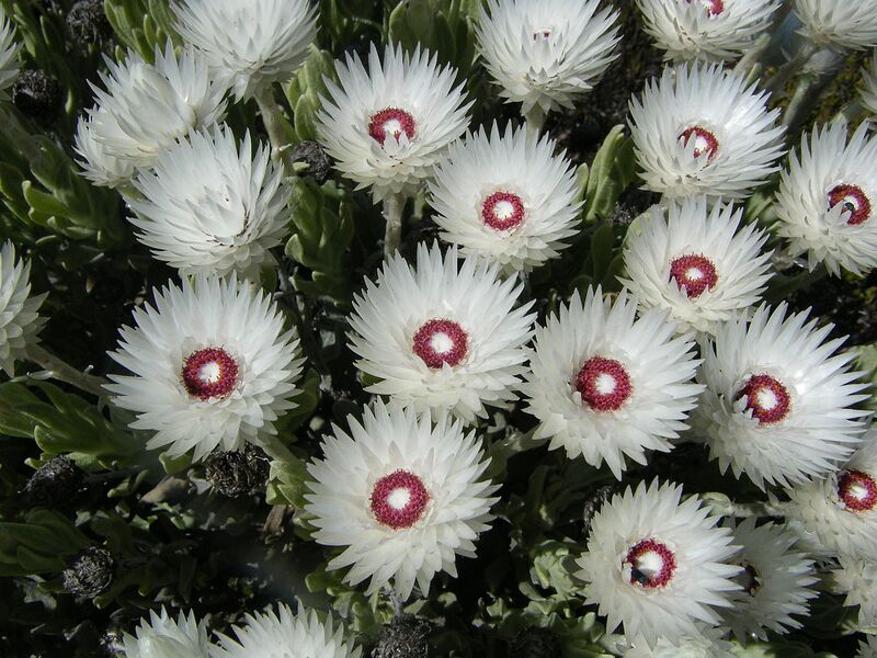 File:1280px-Syncarpha vestita flowers.JPG