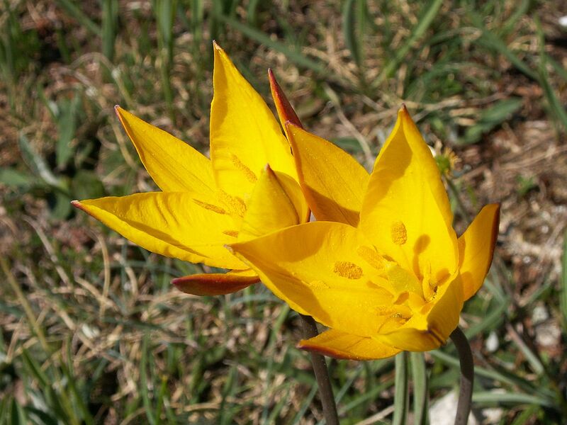 File:1280px-Tulipa sylvestris1.jpg