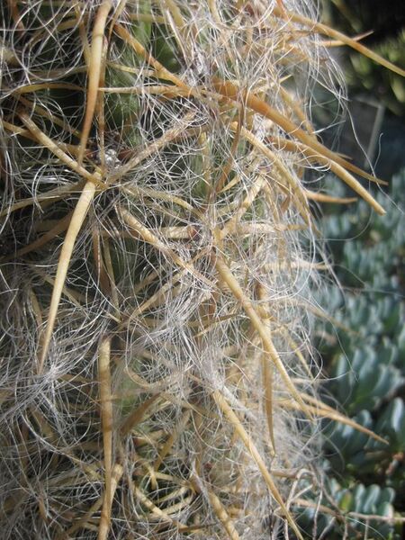 File:576px-IMG 2375 hunt0903.jpg