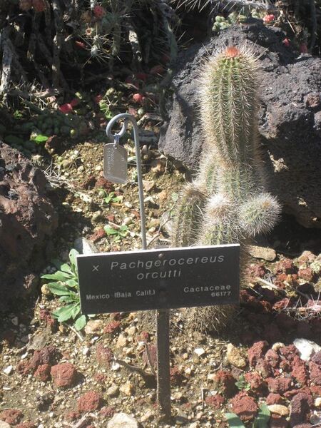 File:576px-IMG 2416 hunt0903.jpg