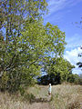 Thumbnail for version as of 09:36, 29 April 2025