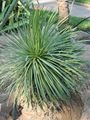 Agave stricta
