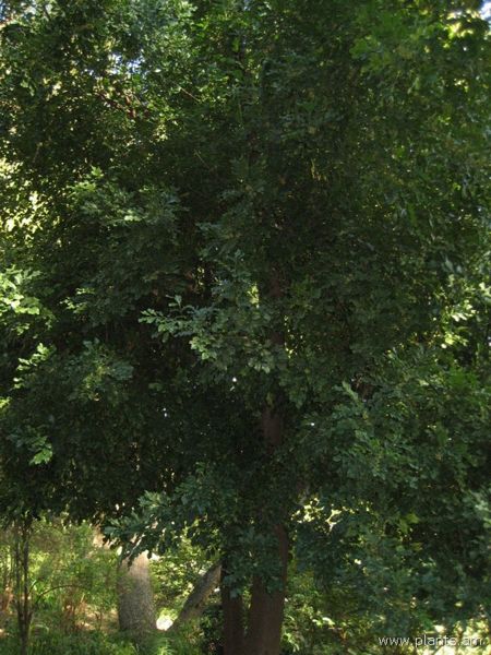 File:Aglaia odorata-IMG 0986 hunt07.jpg