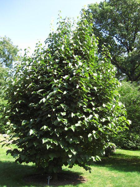 File:IMG 0337 nybg09.jpg