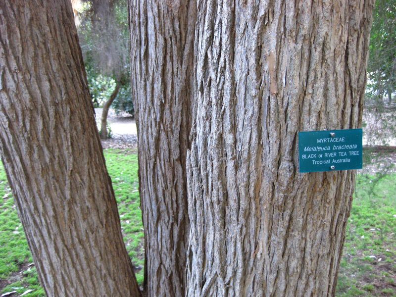 File:IMG 2577 ucla09.jpg