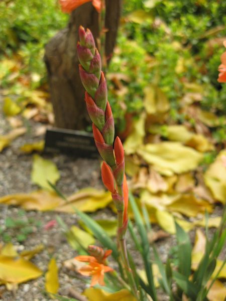 File:IMG 5156 hunt0904.jpg