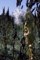 Thumbnail for version as of 05:10, 25 May 2007