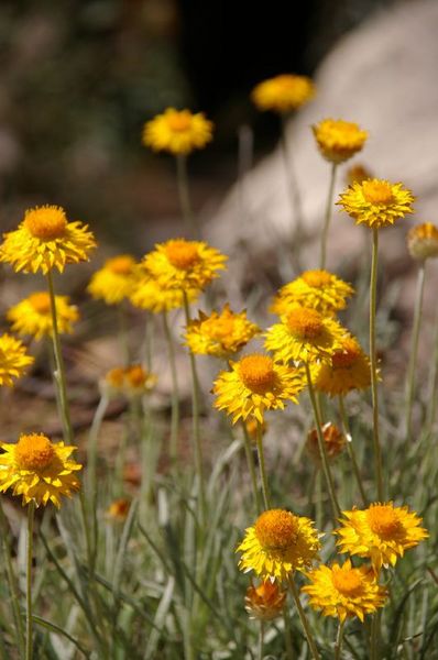 File:Mt Buffalo flora 12 yellow paper daisies.jpg