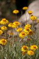 Xerochrysum bracteatum