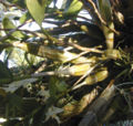 Pseudobulbs of an epiphytic orchid]