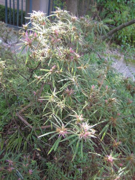 File:Rhododendron linearifolium-IMG 7606 sfbg0308.jpg