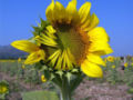 Thumbnail for version as of 05:54, 10 May 2007