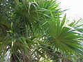 Thumbnail for version as of 09:37, 29 April 2025