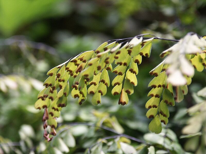 File:1024px-Adiantum venustum sores.jpg