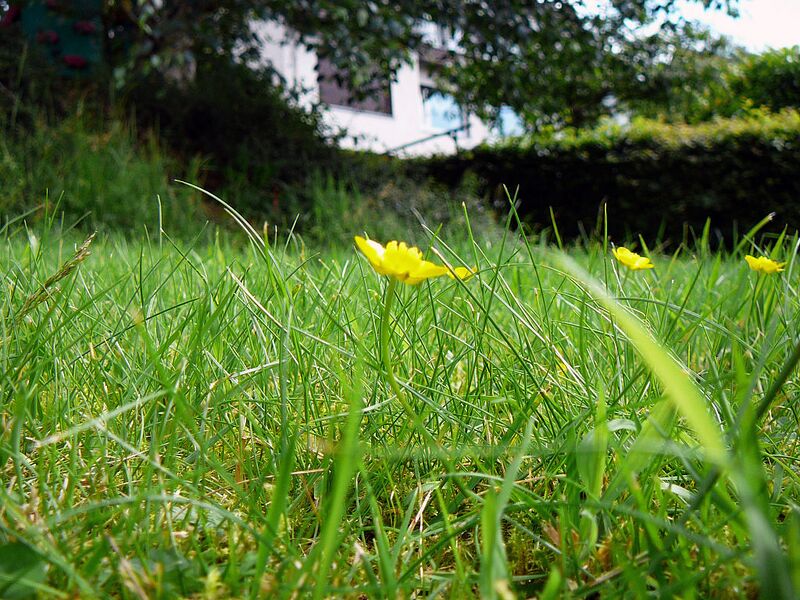 File:1024px-Gras.jpg