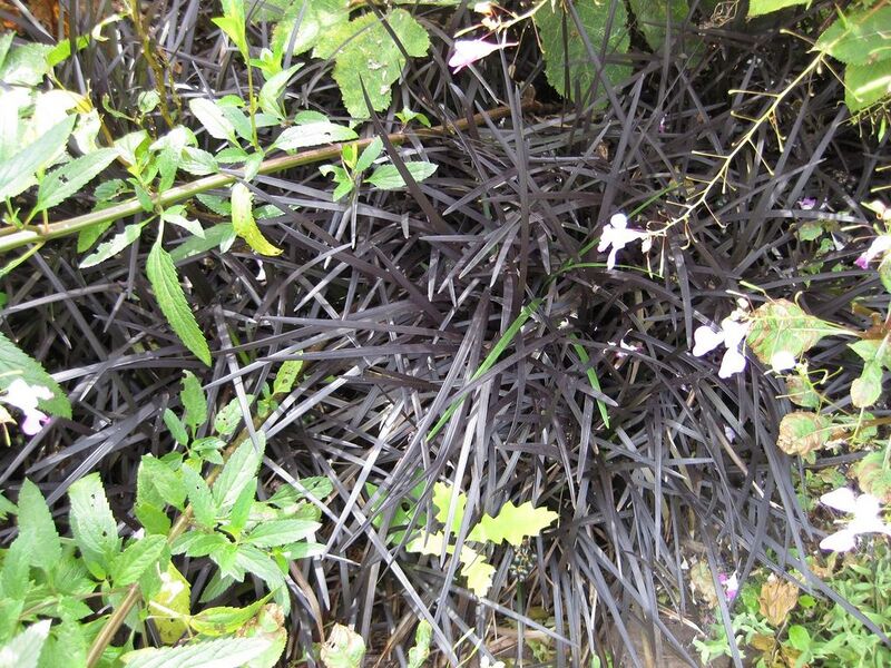 File:1024px-IMG 0847 bbg09.jpg