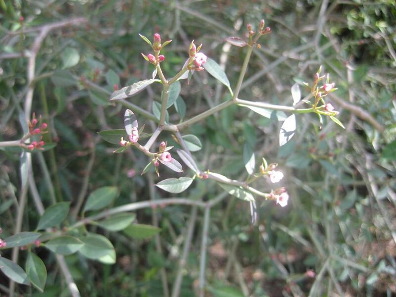 File:1024px-IMG 2273 hunt0903.jpg