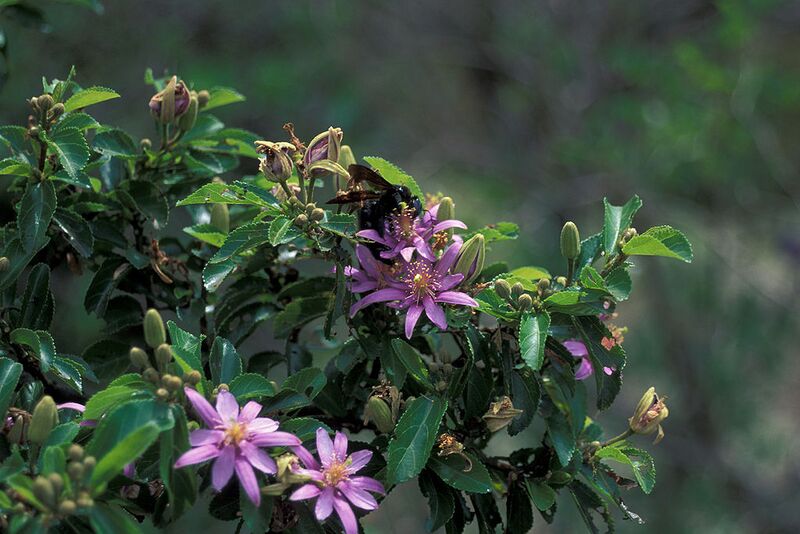 File:1024px-Starr 980529-4195 Grewia occidentalis.jpg