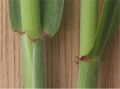 Thumbnail for version as of 09:24, 29 April 2025