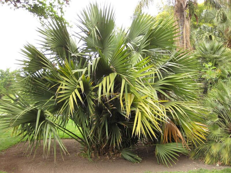 File:1280px-IMG 3942 hunt0904.jpg