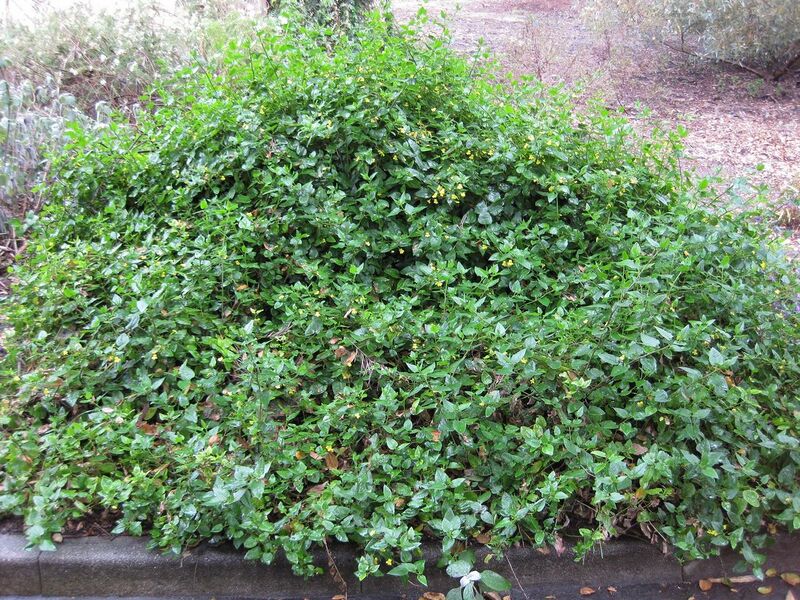 File:1280px-IMG 4645 hunt0904.jpg