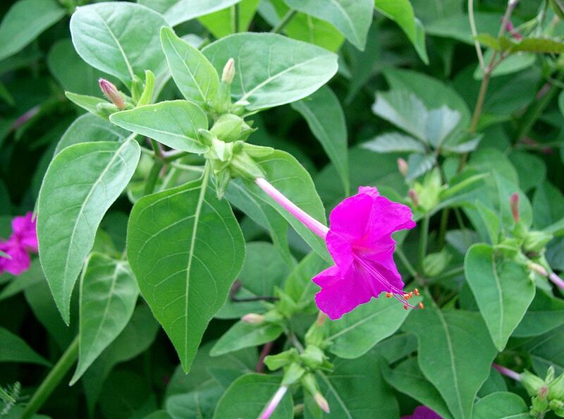 File:1280px-Mirabilis jalapa11.jpg
