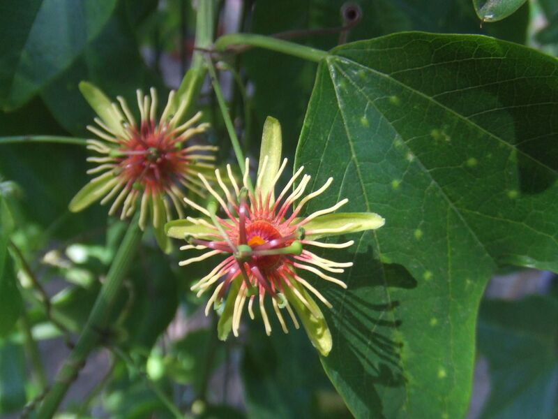 File:1280px-Passiflora jorrulensis1.jpg