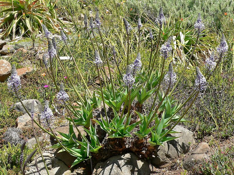 File:1280px-Scilla natalensis 1.jpg