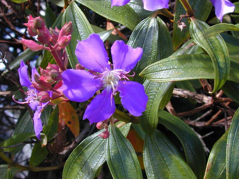 File:1280px-Starr 020815-0008 Tibouchina granulosa.jpg